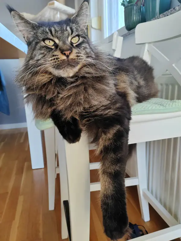 Maine coon na stolici
